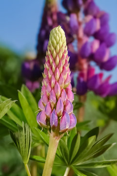 Lupine Lupinus Farben Verlauf Blume Bl&uuml;ten Wolfsbohne Feigbohne Schmetterlingsbl&uuml;tler giftig mehrj&auml;hrig krautig Trauben &Auml;hren Staubbl&auml;tter Fruchtknoten Garten Park
