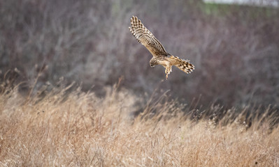 Harrier 