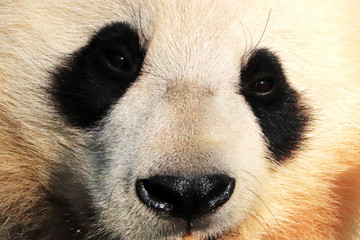 Panda géant