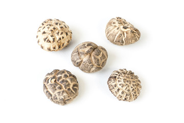 Shiitake mushrooms in white background