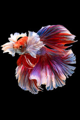 Rhythmic of Betta fish, siamese fighting fish betta splendens (Halfmoon red dragon betta ),isolated on black background.artistic pattern color