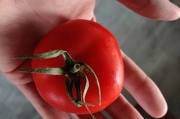 Pomidor na dłoni