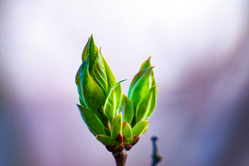 green leaf