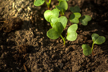 Young radish sprouts are growing from the soil with sunlight.
