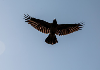 Crow in a flight on a sunny day
