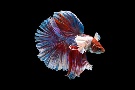 Rhythmic of Betta fish, siamese fighting fish betta splendens (Halfmoon red dragon betta ),isolated on black background.artistic pattern color
