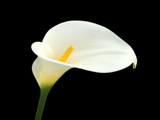 Calla lily, beautiful white calla lilies blooming in the garden, Arum lily, Gold calla isolated on black background.