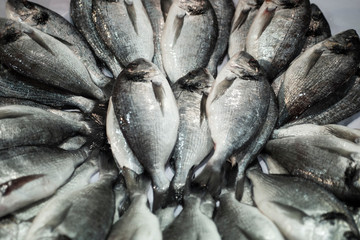 Gilt-head bream fishes on the counter at fish market