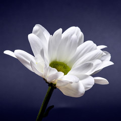 white flower on a dark background. Macro mode