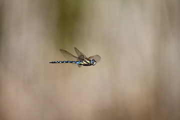 Blaugrüne Mosaikjungfer (Aeshna cyanea), Männchen im Flug	

