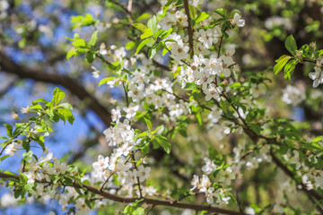 spring