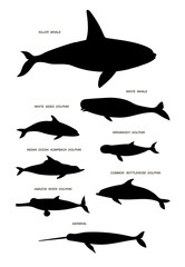 Marine mammals. Vector black drawing silhouette image set. © Yaroslava