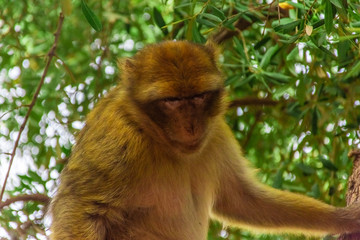 Wild barbary ape sitting on a tree in the forest, Morocco