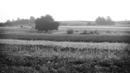 A summer morning in the fields of Roztocze