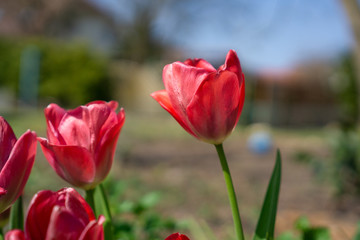 Tulpen im Garten
