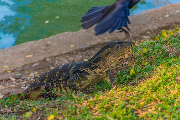 Wild monitor lizard in Lumphini Park, Bangkok, Thailand