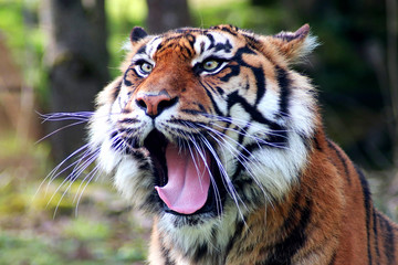 Tigre de Sumatra