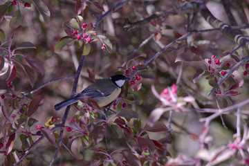 bird on a flower