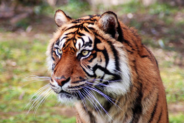 Tigre de Sumatra