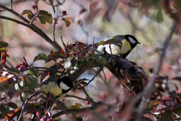 bird on a branch
