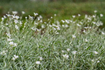Close up of light green ground cover with small white flowers.