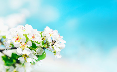 Bee while pollinating.
Branches of blossoming cherry against background of blue sky on nature outdoors. Copy space
