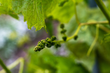 Budding Grapes