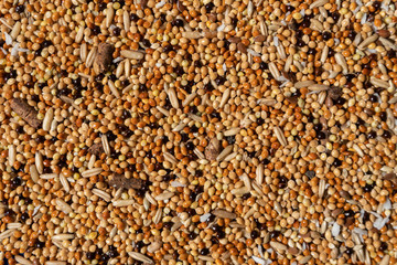 Closeup of a feed for Budgerigar. Closeup of grain, bird feed.