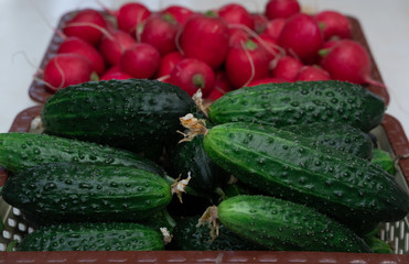 Lots of green cucumbers and red fresh radishes, spring vegetables, vegetables on the table, cucumbers and radishes