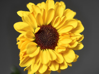 yellow flower on a dark background. Macro mode