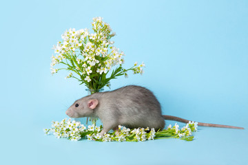 A cute rat is next to delicate wildflowers on a blue background. Symbol of 2020. Srring mood. Cute home greeting card with an animal. Copy space