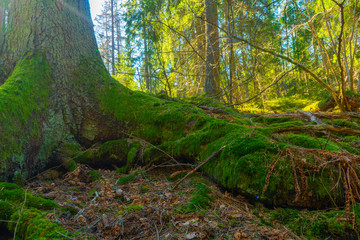 The roots of an old tree. Photo of Swedish forest. Background of scandinavian nature.