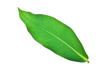 Fototapeta premium green leaf on white background