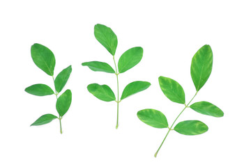 green leaves on white background