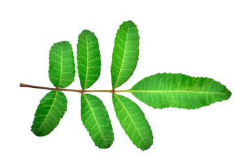 Fototapeta premium green leaves of a cherry