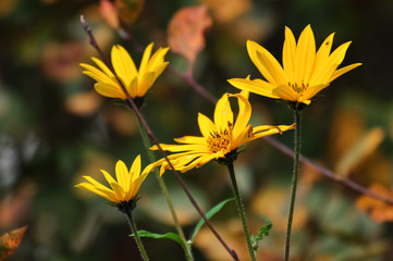 Yellow flowers of Jerusalem artichoke natural close up photo
