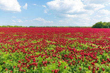 Fototapeta na wymiar Field of flowering red crimson clovers in spring time, Czech republic