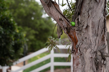 Easter egg hidden in a tree