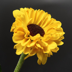 yellow flower on a dark background. Macro mode - 339200058