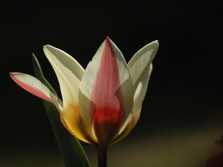 Tulipan i światło © magdalena