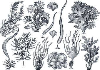 Seaweed, kelp collection, illustration, drawing, colorful doodle vector