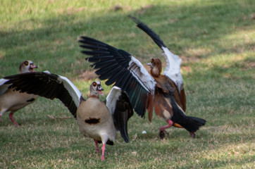 ducks arguing and fighting each other