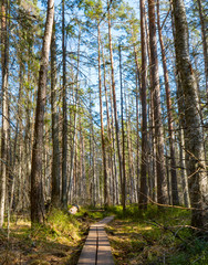 The trail in the spring. Photo of scandinavian nature. Swedish forest.