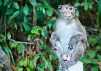 The monkey sits and has a natural green background.