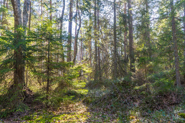 Scandinavian forest in spring. Photo of swedish nature.