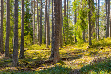 Scandinavian forest in spring. Photo of swedish nature.