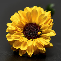 yellow flower on a dark background. Macro mode