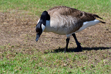 Kanadagänse (Branta canadensis)	