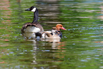 Kolbenente (Netta rufina) und Kanadagänse (Branta canadensis)	am Ammersee	