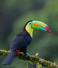Keel-billed toucan (Ramphastos sulfuratus), closeup perched on a mossy branch in the rainforests, Boca Tapada, Laguna de Lagarto Lodge, Costa Rica